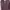 Champion Casual Hoody Pria burgundy brown photo 1