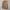 Ben Davis Streetwear Casual Sweatshirt Pria brown photo 1