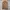 Ben Davis Streetwear Casual Sweatshirt Pria Brown