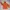 Nike Vintage Y2K Hoody Pria orange photo 3