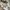 Dickies Streetwear Biker Short Pria tan photo 5
