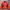 Adidas Y2K Sportswear Sweatshirt Pria orange photo 1