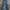 Dickies Y2K Jersey Pria blue photo 4