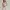Love Bonito Casual Casual dress Wanita tan photo 2