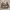 Schott NYC Vintage Leather jacket Pria brown photo 3