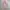 Uniqlo Casual Polo shirt Pria pink photo 1