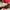 Coach Streetwear Luxury Handbag Wanita red black photo 3