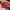 Coach Streetwear Luxury Handbag Wanita red black photo 1