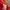 Deuter Gorpcore Parka Pria red photo 8