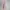 Liz Lisa Cosplay Coquette Wanita pink photo 2