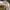 Coach Vintage Casual Tote bag Wanita tan cream photo 7