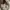 Coach Vintage Casual Tote bag Wanita tan cream photo 8
