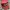 Vintage Hat Pria Red
