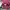 Vintage Streetwear Hat Pria burgundy photo 4