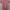 Coquette T-shirt Wanita pink photo 1