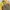 Le Coq Sportif Casual Wanita yellow photo 3