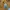 Burberry Casual T-shirt Pria yellow photo 4