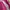 Casual Wanita pink photo 3