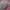 MLB Streetwear Y2K Hat Wanita tan pink photo 3