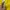Dickies Skater Casual Pria yellow photo 2