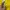 Dickies Skater Casual Pria Yellow