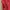 Sportswear Track jacket Pria red photo 4