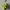 Juicy Couture Y2K Shoulder bag Wanita green photo 4