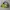 Juicy Couture Y2K Shoulder bag Wanita green photo 1