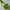 Juicy Couture Y2K Shoulder bag Wanita green photo 3