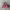 Juicy Couture Y2K Duffel bags & Holdall Wanita purple photo 1