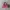 Juicy Couture Y2K Duffel Bags & Holdall Wanita Purple