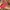 Juicy Couture Y2K Hobo bag Wanita pink photo 7