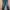Nautica Casual Jeans Pria blue photo 1