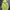 Y-3 Luxury Hoody Pria Cream Yellow