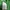 Kapital Kountry Green Skeleton Bone 5P photo 3