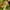 Kapital Kountry Green Skeleton Bone 5P photo 5