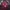 Adidas Sportswear Jersey Pria burgundy red photo 1
