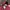Casual Parka Wanita burgundy photo 6