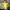 Mizuno Sportswear Track jacket Wanita yellow photo 2