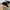 Adidas Y2K Gorpcore Hat Pria black photo 3