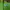 Oioi Streetwear Skater T-shirt Pria green photo 5