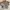 Vintage Fleece Pria Tan Gray