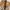 Vintage Fleece Pria tan gray photo 5