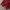 Uniqlo Streetwear Casual Hoody Pria red photo 4