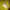 Fila Sportswear Jersey Wanita yellow photo 2