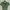 Levi's Casual Crop top Wanita green photo 1