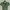 Levi's Casual Crop Top Wanita Green
