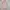 Vintage Backpack Wanita pink photo 1