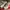 Nike Sportswear Sneakers Pria red photo 1