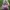 Coach Vintage Casual Shoulder bag Wanita burgundy photo 1